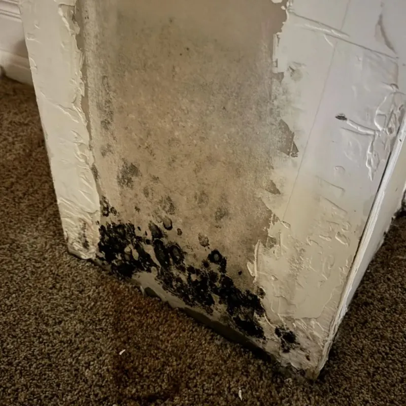 Professional Mold Removal in Eureka Springs, AR